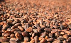 CIOCCOLATO BEAN TO BAR, È DI UN’AQUILANA LA PRIMA FABBRICA NICARAGUENSE