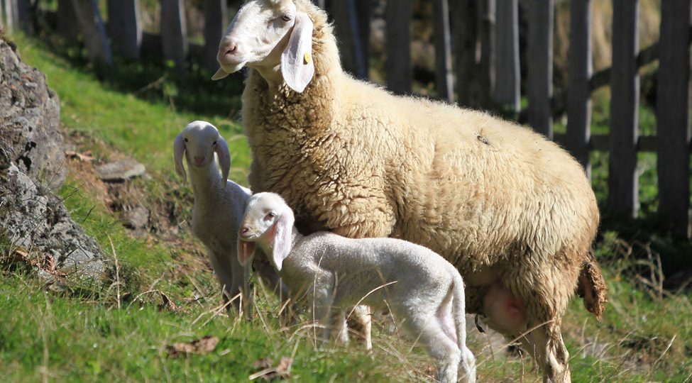 PASCOLI IN AREE VINCOLATE: FEBBO, ALLEVATORI MULTATI PER DELIBERA CAPESTRO