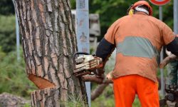TAGLIO ALBERI PESCARA: DENUNCIATI SEI ATTIVISTI