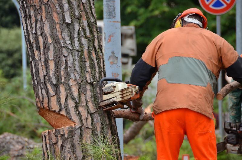 TAGLIO ALBERI PESCARA DENUNCIATI SEI ATTIVISTI Virtù Quotidiane Il