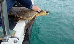 SEI TARTARUGHE CATTURATE ACCIDENTALMENTE RILASCIATE IN MARE