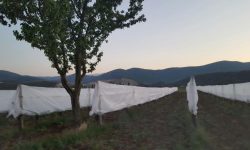 GELATE: LA REGIONE ANNUNCIA INDENNIZZI MA QUELLI DEL 2016 NON SONO MAI ARRIVATI