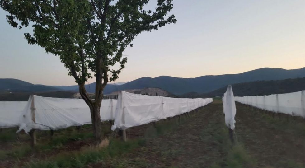 GELATE: LA REGIONE ANNUNCIA INDENNIZZI MA QUELLI DEL 2016 NON SONO MAI ARRIVATI