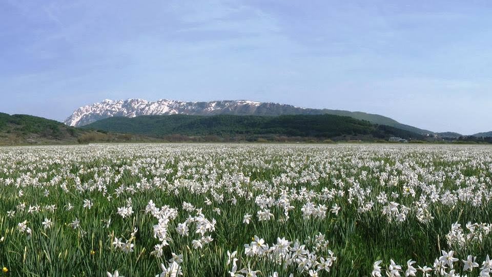 FESTA DEL NARCISO, A ROCCA DI MEZZO SI RINNOVA IL RITO DI PRIMAVERA
