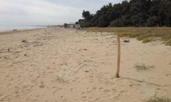 VANDALI CON FUORISTRADA IN SPIAGGIA CERRANO, DISTRUTTE PIANTE E NIDO FRATINO