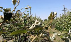 AGRICOLTURA: COLDIRETTI, CON CAMBIAMENTI CLIMATICI 14 MILIARDI DANNI IN 10 ANNI