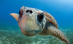 #GENERAZIONEMARE, EVENTI WWF IN ABRUZZO TRA NUOVE OASI E FRATINO