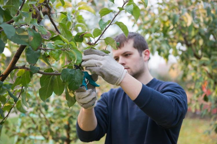 AGRICOLTURA: PSR, ECCO BANDO PER ADERIRE A REGIMI DI QUALITÀ