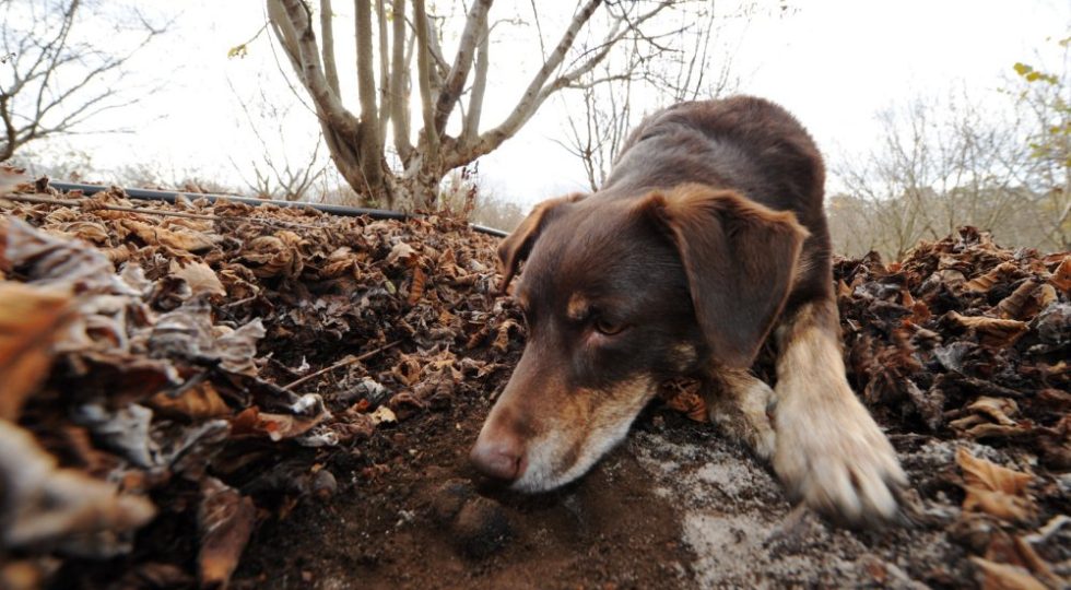 A CASTELLI IL TROFEO DELLA MONTAGNA CON GARA DI CANI DA TARTUFO