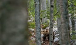 ORSO MARSICANO IN PERICOLO, AMBIENTALISTI CONTRO REGIONE LAZIO