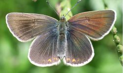 NUOVA SPECIE DI FARFALLA DIURNA SCOPERTA IN PARCO NAZIONALE D’ABRUZZO