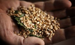 GRANI ANTICHI E MODERNI HANNO STESSI NUTRIENTI, RIVELAZIONE STUDIO PISANO
