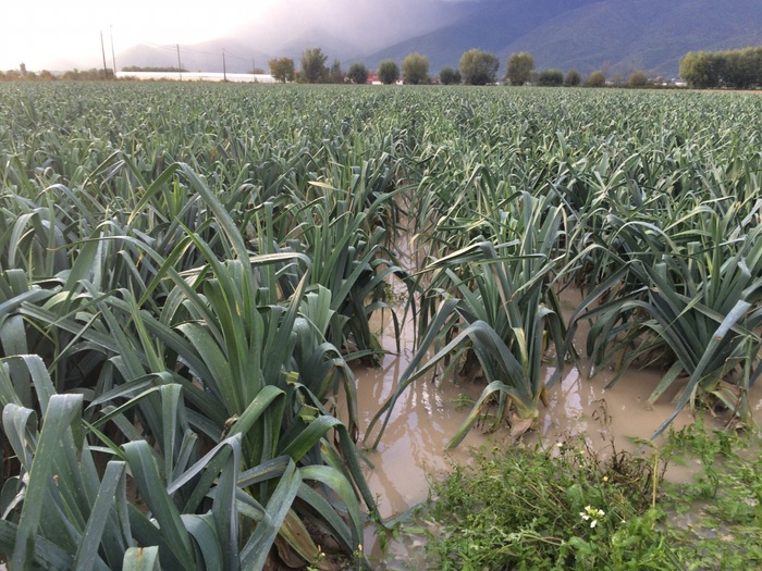 SI CHIUDE ANNO NERO AGRICOLTURA, 200 MILIONI DI DANNI SOLO IN MARSICA