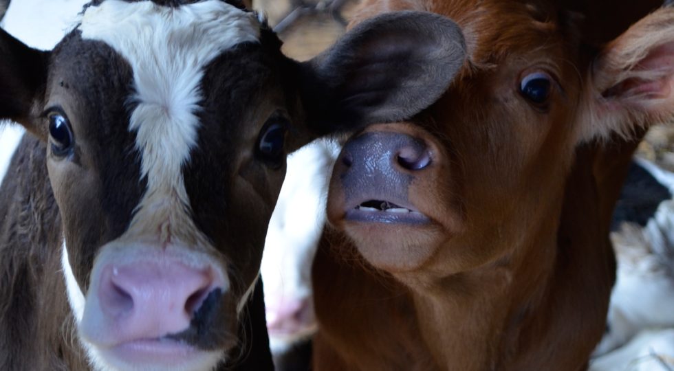 A DUE ANNI DAL TERREMOTO CALATA DEL 20% LA PRODUZIONE DEL LATTE
