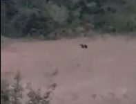 AVVISTATO E RIPRESO ORSO A DUE PASSI DALLE CASE A SCOPPITO-VIDEO