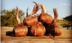 TORNA LA “BANCA DELLO ZAFFERANO”, BULBI IN PRESTITO D’ONORE AI GIOVANI CHE VOGLIONO AVVIARE COLTIVAZIONE