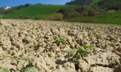COLDIRETTI, AGRICOLTORI UNDER 30 A RACCOLTA A FOSSACESIA