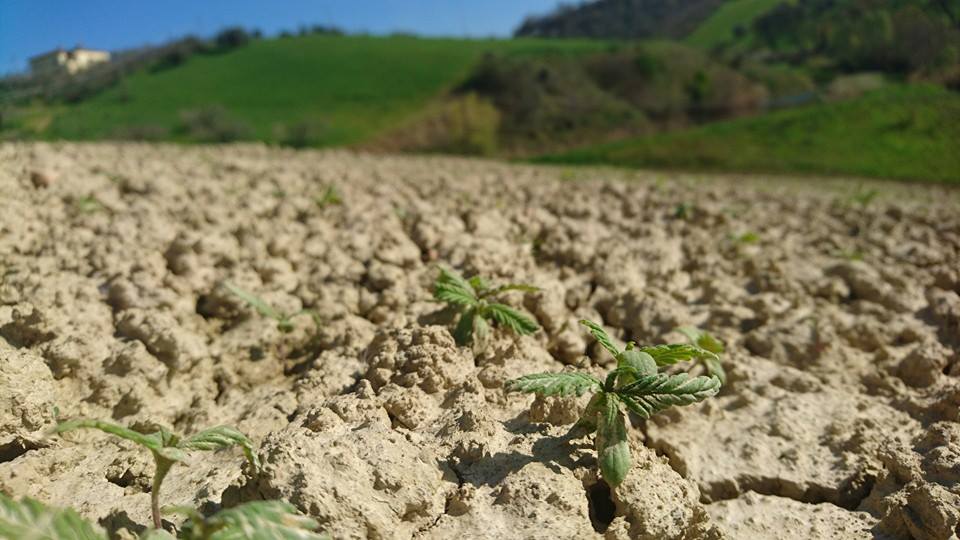 COLDIRETTI, AGRICOLTORI UNDER 30 A RACCOLTA A FOSSACESIA