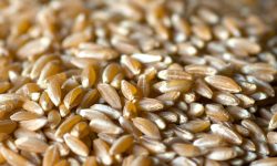 AD ABBATEGGIO LA SAGRA DEL FARRO DAL 10 AL 12 AGOSTO