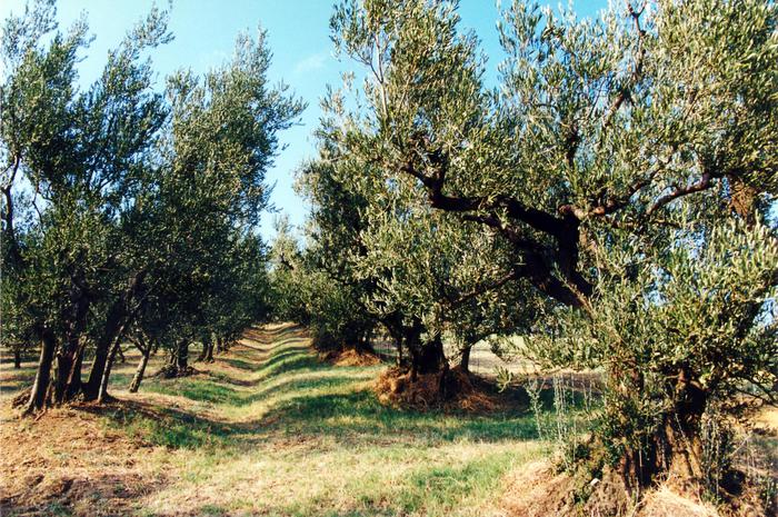XYLELLA, DALL’EUROPA OK AL REIMPIANTO DEGLI ULIVI