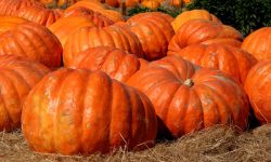 A LUCO DEI MARSI LE ZUCCHE, I PROFUMI E I SAPORI DI SAN MARTINO