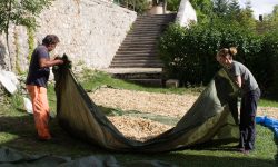 IL FAGIOLO BIANCO CHE HA SALVATO FRATTURA DAL SISMA PROTAGONISTA DI RICERCA ANTROPOLOGICA