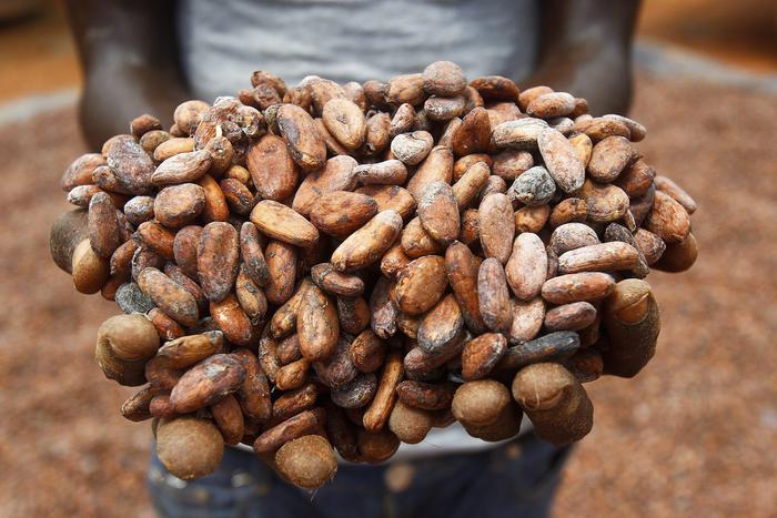 DOMANDA CIOCCOLATO DISTRUGGE PARCHI AFRICANI CON DEFORESTAZIONI