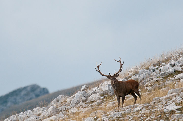 NEL CUORE DEL PARCO NAZIONALE D’ABRUZZO AD ASCOLTARE I BRAMITI DEI CERVI