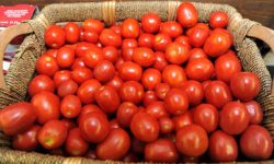 NEL 525ESIMO DELLA SCOPERTA DELL’AMERICA AD ALBA ADRIATICA CENA COI PRODOTTI DEL NUOVO MONDO