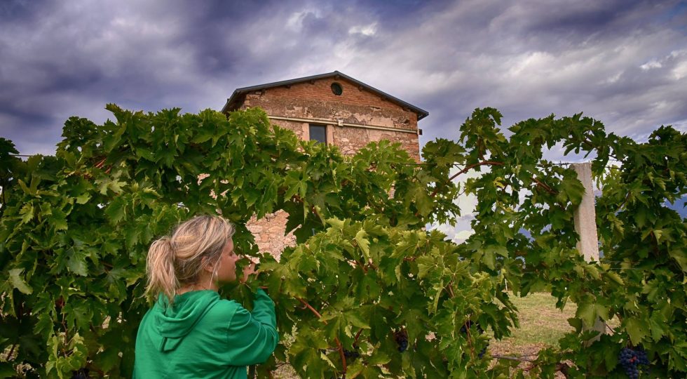 IN VALLE PELIGNA VENDEMMIA DI RESISTENZA, PIETRANTONJ RECINTA 30 ETTARI DI VIGNETI CONTRO I CINGHIALI