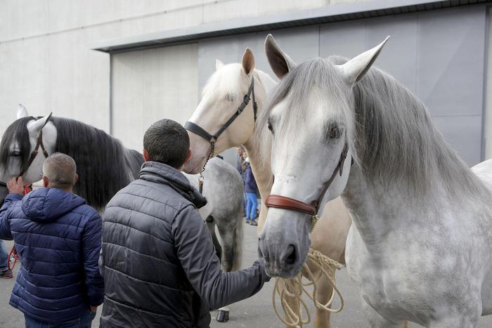 A FIERACAVALLI DI VERONA ATTESI 160MILA VISITATORI, COINVOLTI 3MILA ANIMALI E 750 AZIENDE
