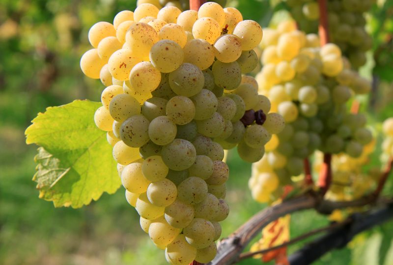INCHIESTA SU SOFISTICAZIONE DEL SAUVIGNON, 41 PATTEGGIAMENTI