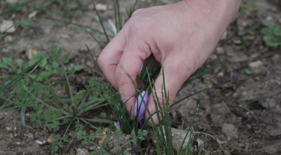 SULL’ALTOPIANO DI NAVELLI RIVIVE L’ESPERIENZA DELLA RACCOLTA DELLO ZAFFERANO