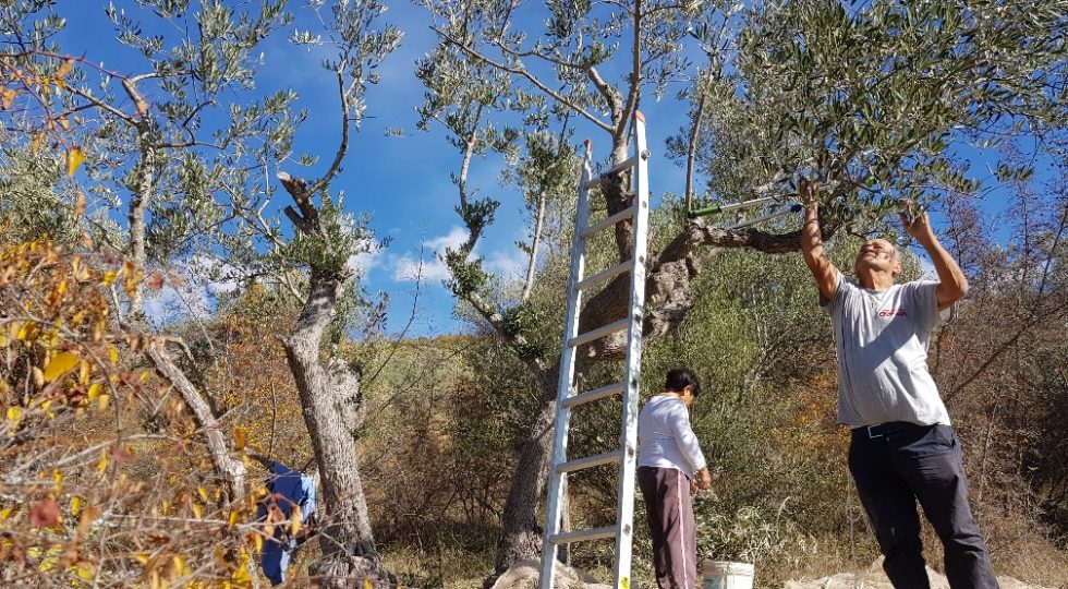 LA RACCOLTA DELLE OLIVE IN ABRUZZO, TRA GRANDI PRODUZIONI E FAI DA TE