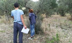 MOSCA OLEARIA, GLI ULIVETI DELLA VALLE PELIGNA SONO SALVI