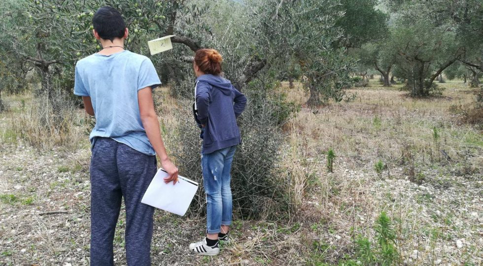 MOSCA OLEARIA, GLI ULIVETI DELLA VALLE PELIGNA SONO SALVI