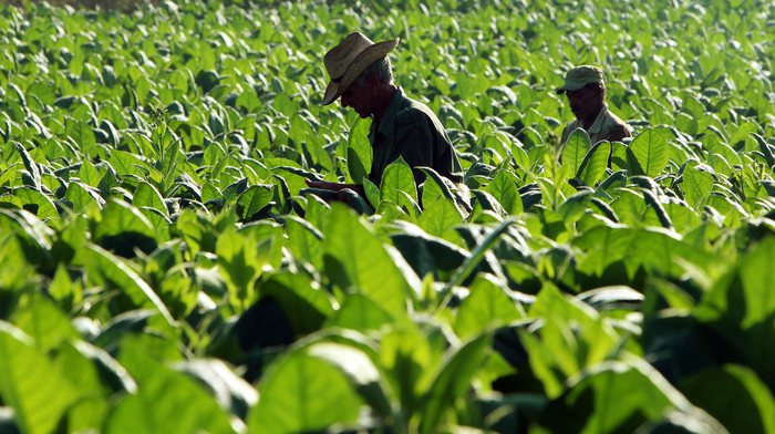 PHILIP MORRIS ACQUISTA I MIGLIORI TABACCHI ITALIANI DA 3MILA IMPRESE