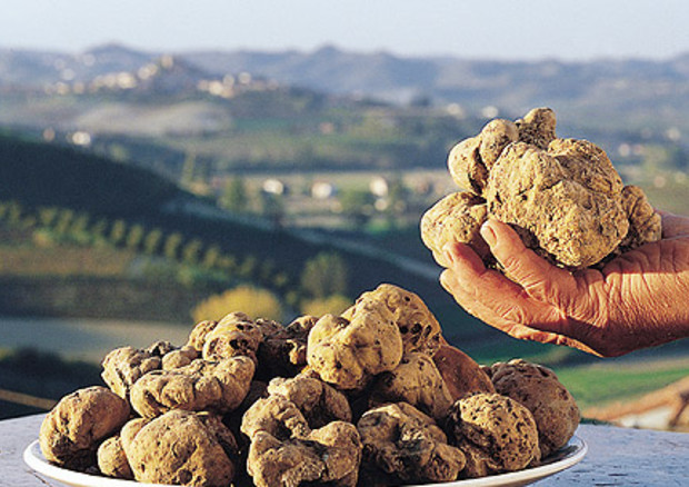 IL PREZZO DEL TARTUFO BIANCO GIÙ DEL 20% DOPO LE PIOGGE
