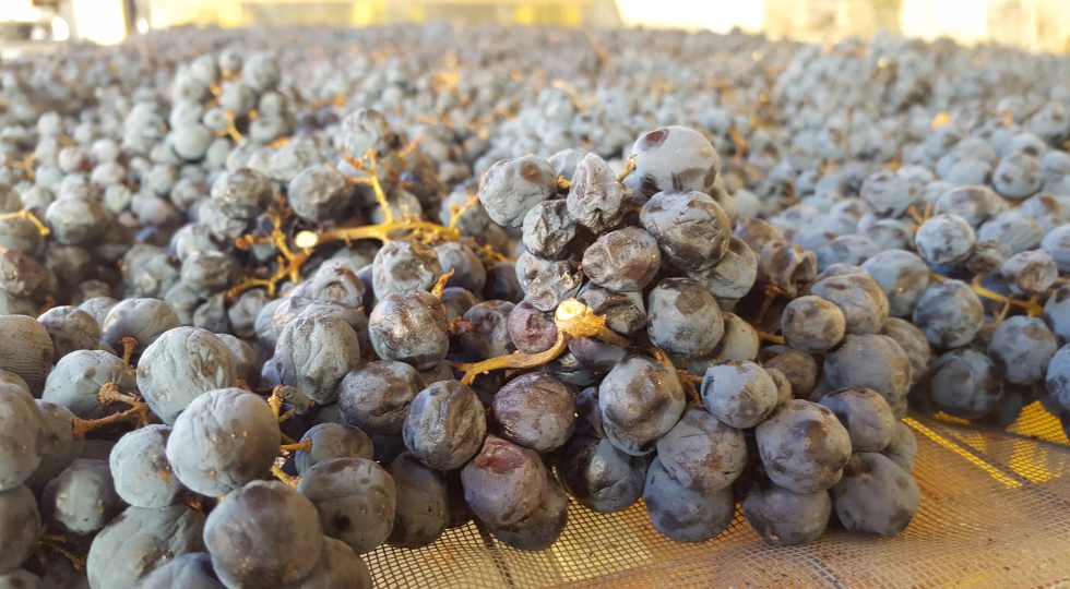 APPASSIMENTO UVE AMARONE, VENETO CHIEDE RICONOSCIMENTO UNESCO