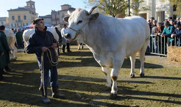 FESTA DEL BUE GRASSO, FOLLA A CARRÙ PER DEGUSTARE IL BOLLITO MISTO