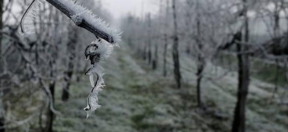 FREDDO FUORI STAGIONE, NELL’AQUILANO IL RACCOLTO SLITTERÀ DI UN MESE