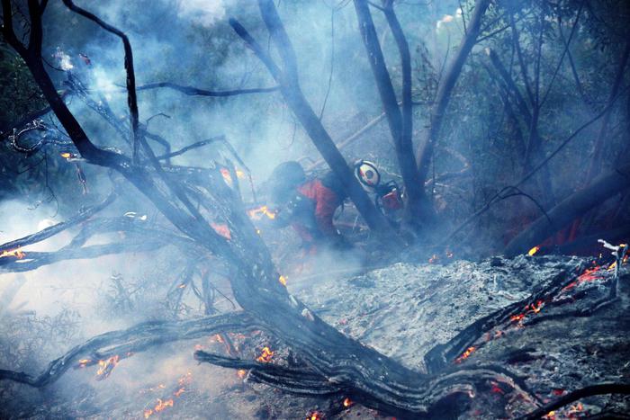 INCENDI DISTRUGGONO PIANTAGIONI DI AVOCADO IN CALIFORNIA