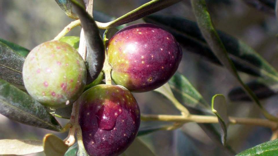 AGRO PONTINO PUNTA SU OLIVA ITRANA PER SCONGIURARE ABBANDONO OLIVETI