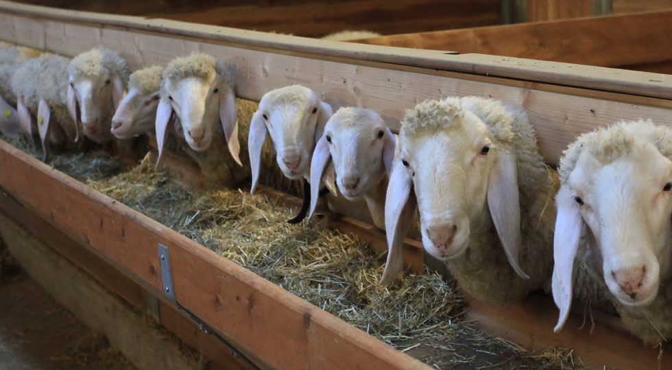 CROLLA PREZZO AGNELLO, PER ALLEVATORI ANNATA TRA PEGGIORI DI SEMPRE