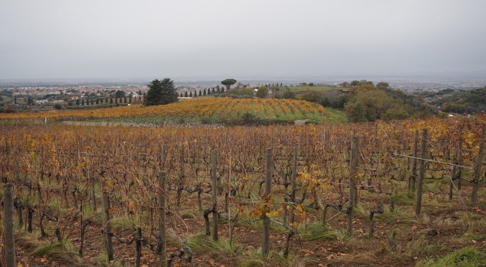 VINO, CASTEL DE PAOLIS CONSOLIDA PRESENZA IN CINA