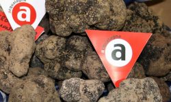 AD ACQUALAGNA TORNA LA FIERA REGIONALE DEL TARTUFO NERO PREGIATO