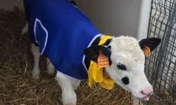 MALTEMPO, CAPPOTTI AI VITELLI E TORCE ANTI GELO ALLE VIGNE