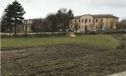 A SANTO STEFANO DI SESSANIO CINGHIALI IN MEZZO AL PAESE: PRODUTTORI LENTICCHIA, “PERICOLO ANCHE PER PERSONE”