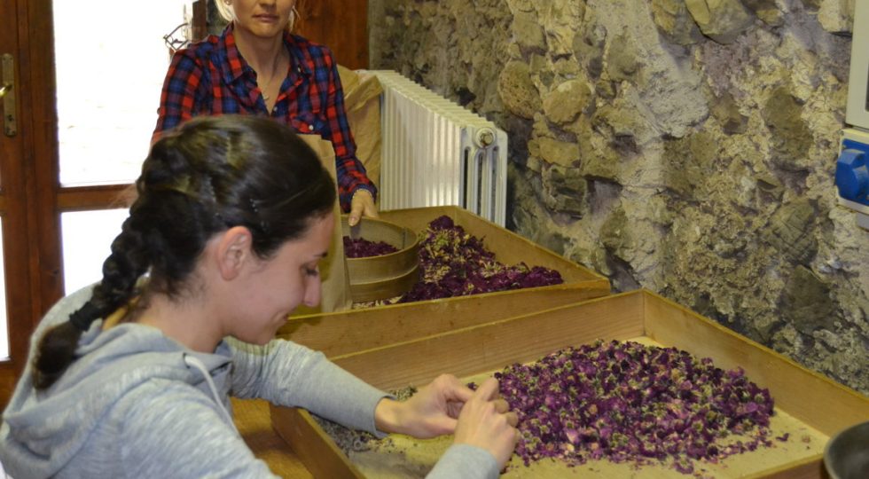 “ERBE DEL CASARO”, IN VAL BREMBANA ALLA SCOPERTA DI ERBE DI MONTAGNA E FORMAGGI