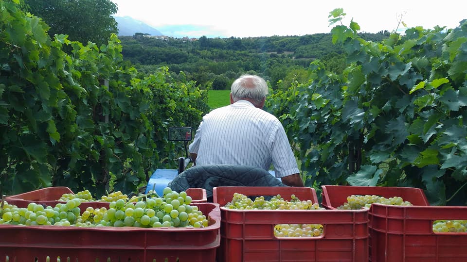 VINO MADE IN ITALY, MAGISTRATI ED ESPERTI A CONFRONTO A PESCARA
